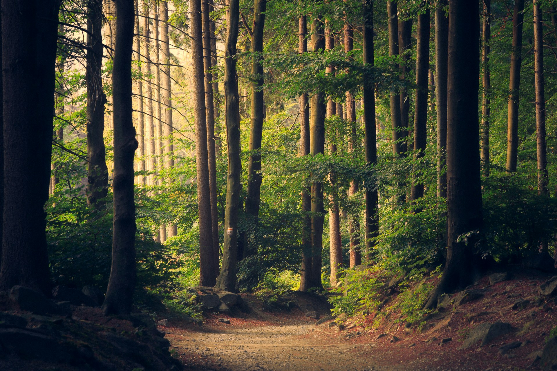 Mature trees over a quiet road in the afternoon